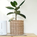 What is the Best Air Purifier for Removing Odors?